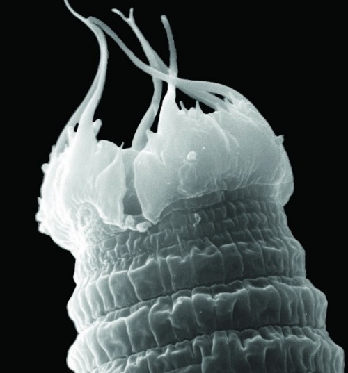 Worm close-up: The toughest of the tough, Scottnema lindsayae nematodes live in Antarctica's harshest soils. Credit: Manuel Mundo-Ocampo